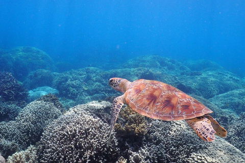 Calypso Outer Great Barrier Reef Cruise From Port Douglas - Accommodation Guide 2