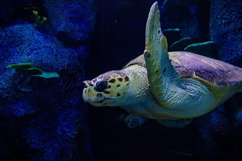 Sydney Attractions Pass: SEA LIFE Aquarium, Sydney Tower Eye, WILD LIFE Zoo And Madame Tussauds - Accommodation China 1