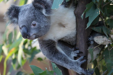 Sydney Attractions Pass: SEA LIFE Aquarium, Sydney Tower Eye, WILD LIFE Zoo And Madame Tussauds - Accommodation China 2