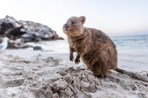 Rottnest Island All-Inclusive Grand Island Tour From Fremantle - Accommodation Guide 2