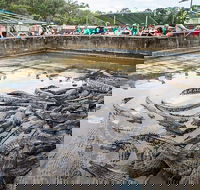 Hartley's Crocodile Adventures Day Trip from Palm Cove - Accommodation China