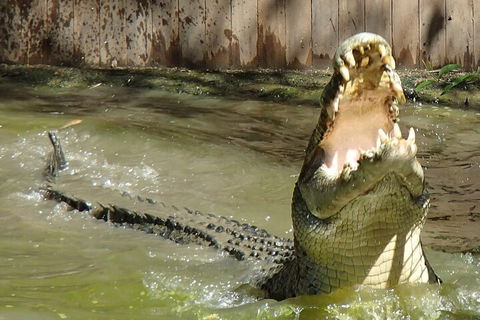 Hartley's Crocodile Adventures Day Trip From Palm Cove - Accommodation China 3