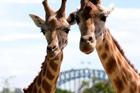 Sydney Harbour Ferry With Taronga Zoo Entry Ticket - Accommodation Guide 1
