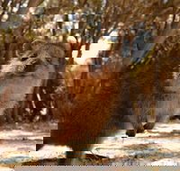 Pinnacles  Rottnest Island Scenic Air  Ground Tour - Accommodation Asia