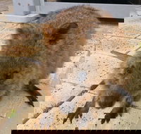 Wave Rock Pinnacles and Rottnest One Day Aeroplane Tour - Accommodation Asia