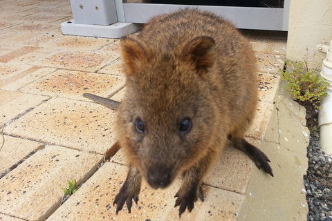 Wave Rock, Pinnacles And Rottnest One Day Aeroplane Tour - Accommodation Asia 0