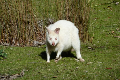 7-Day Super Value Tour Of Tasmania: Explore Tasmania's West And East Coasts - Accommodation Guide 1