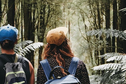 Small Group - 12 Apostles, Otways & Great Ocean Road Day Tour From Melbourne - Accommodation Guide 3