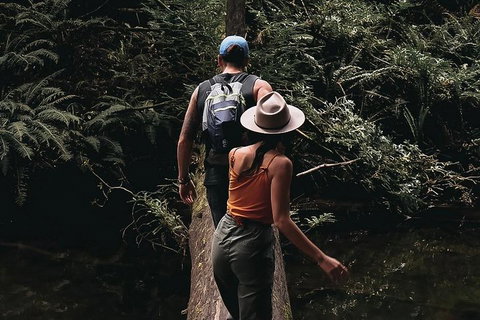 Small Group - 12 Apostles, Otways & Great Ocean Road Day Tour From Melbourne - Accommodation Guide 5