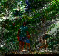 Full Day Daintree Rainforest and Mossman Gorge Tour - Accommodation Guide
