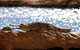 Windjana Explorer - thumb 5