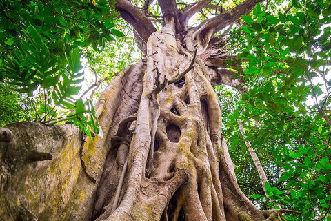 Mossman Gorge Adventure Day - Accommodation Guide 1