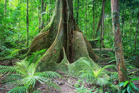 Mossman Gorge Adventure Day - Accommodation Guide 4
