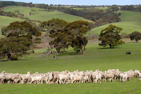 Kangaroo Island Luxury Small Group 'Island Life' Full Day Tour - Accommodation China 1