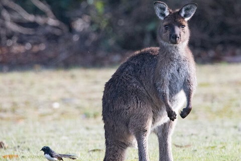 Kangaroo Island Luxury Small Group 'Island Life' Full Day Tour - Accommodation China 2