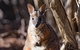 Kangaroo Island Luxury Small Group 'Island Life' Full Day Tour - thumb 3