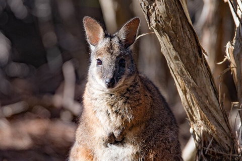 Kangaroo Island Luxury Small Group 'Island Life' Full Day Tour - Accommodation China 3