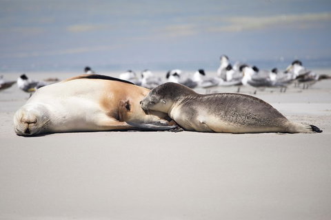 Kangaroo Island Luxury Small Group 'Island Life' Full Day Tour - Accommodation China 5