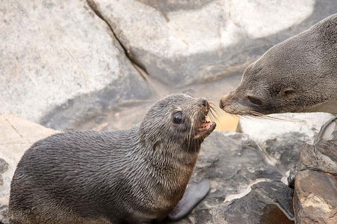 Kangaroo Island Luxury Small Group 'Flinders Chase Focus' Full Day Tour - Accommodation Guide 2