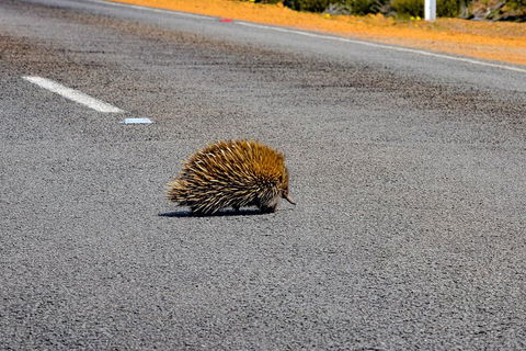 Kangaroo Island Luxury Small Group 'Flinders Chase Focus' Full Day Tour - Accommodation Guide 3