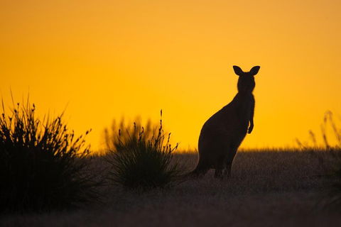 Kangaroo Island Luxury Small Group 'Flinders Chase Focus' Full Day Tour - Accommodation Guide 5