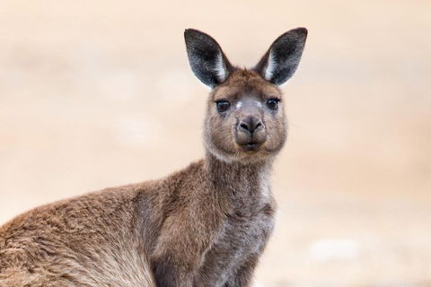 Kangaroo Island Luxury Small Group 'East End Explorer' Full Day Tour - Accommodation Guide 1