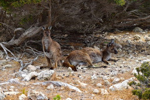 Kangaroo Island Luxury Small Group 'East End Explorer' Full Day Tour - Accommodation Guide 4