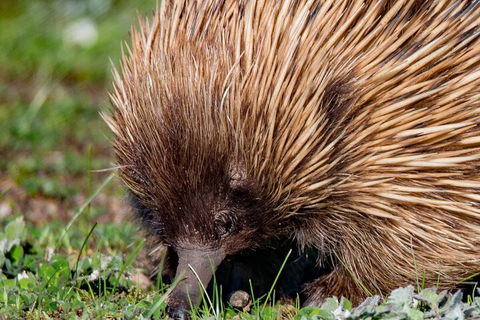 Kangaroo Island Luxury Small Group 'East End Explorer' Full Day Tour - Accommodation Guide 5