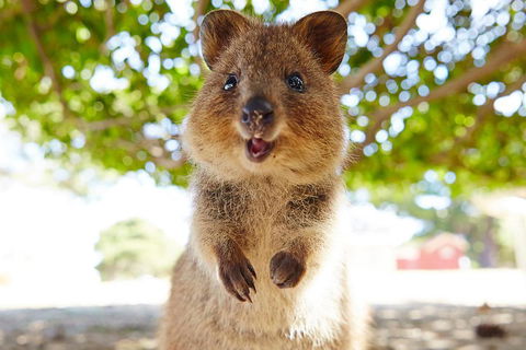 Discover Rottnest With Ferry & Bus Tour From Perth Or Fremantle - Accommodation Guide 0