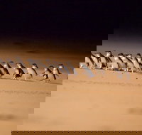 Phillip Island Penguin Parade Express Tour from Melbourne - Accommodation China