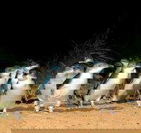 Puffing Billy Moonlit Sanctuary  Penguins Day Tour - Accommodation China