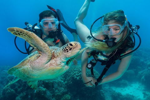 Great Barrier Reef Diving And Snorkeling Cruise From Cairns - Accommodation Guide 4