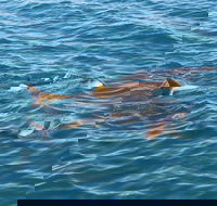 Roebuck Bay Snubfin Dolphin Cruise - Accommodation Asia
