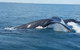 AOC Whale Watching From Broome - thumb 1