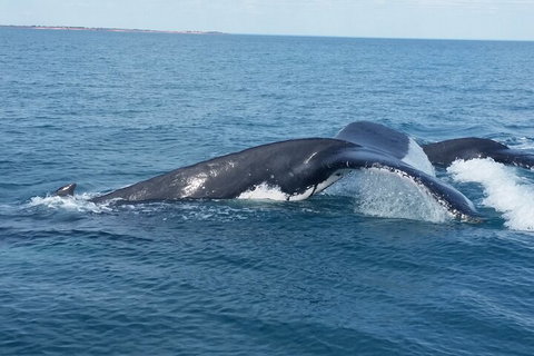 AOC Whale Watching From Broome - Accommodation Guide 1