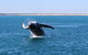 AOC Whale Watching From Broome - thumb 2