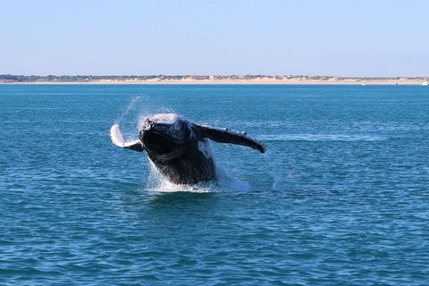 AOC Whale Watching From Broome - Accommodation Guide 2
