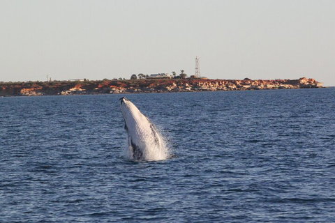 AOC Whale Watching From Broome - Accommodation Guide 3