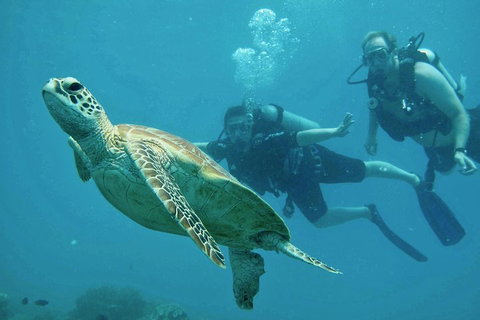 Ocean Freedom Great Barrier Reef Personal Luxury Snorkel & Dive Cruise, Cairns - Accommodation Guide 4