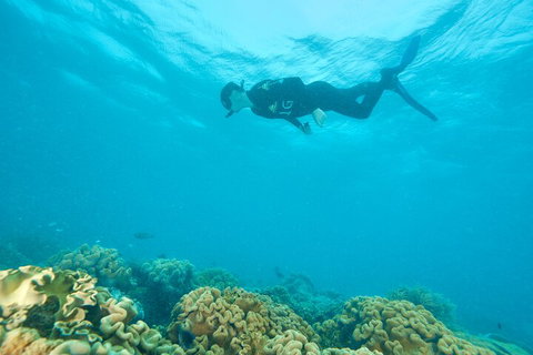 Ocean Freedom Great Barrier Reef Personal Luxury Snorkel & Dive Cruise, Cairns - Accommodation Guide 5