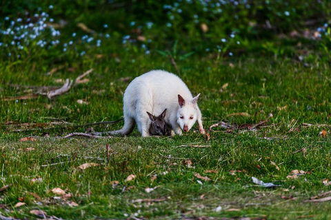 Bruny Island Traveller - Gourmet Tasting And Sightseeing Day Trip From Hobart - Accommodation Asia 3
