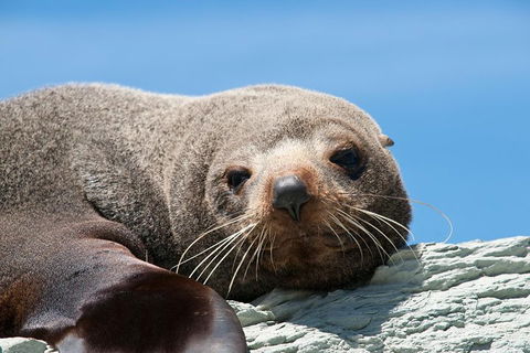 Kangaroo Island 75-Minute Ocean Safari - Accommodation Guide 1