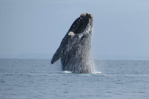 Kangaroo Island 75-Minute Ocean Safari - Accommodation Guide 2