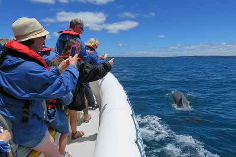 Kangaroo Island 75-Minute Ocean Safari - Accommodation Guide 3