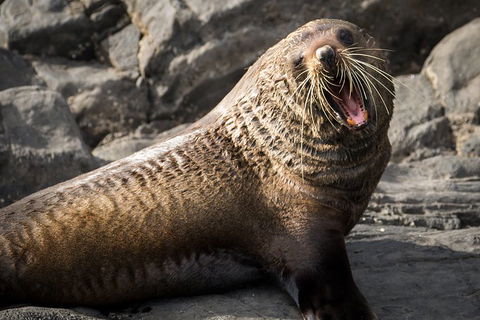 Kangaroo Island 75-Minute Ocean Safari - Accommodation Guide 5