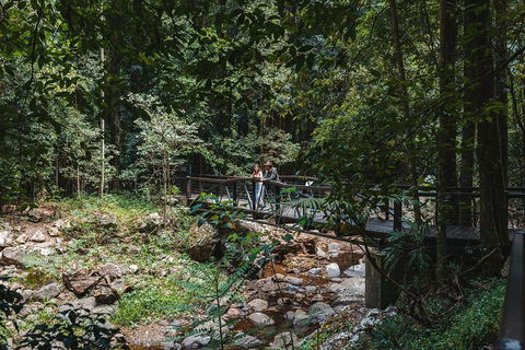Springbrook AndTamborine Rainforest Tour Incl Natural Bridge And Glow Worm Cave - Accommodation Guide 3