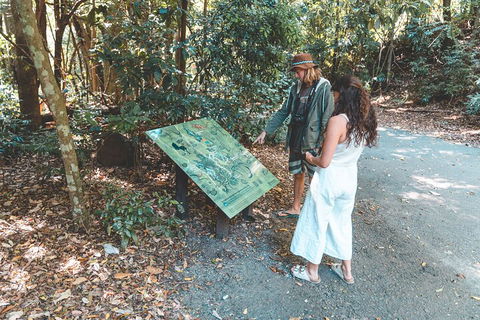 Springbrook AndTamborine Rainforest Tour Incl Natural Bridge And Glow Worm Cave - Accommodation Guide 5