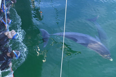Dolphin Cruise From Adelaide With Optional Dolphin Swim - Accommodation Guide 0