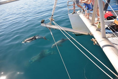 Dolphin Cruise From Adelaide With Optional Dolphin Swim - Accommodation Guide 1