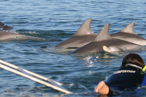Dolphin Cruise From Adelaide With Optional Dolphin Swim - Accommodation Guide 2